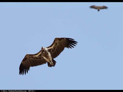 Vultures in flight, Tanzania
