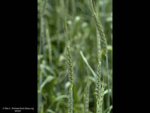 Wheat, <i>Triticum aestivum</i>