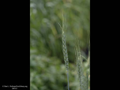 Wheat, <i>Triticum aestivum</i>